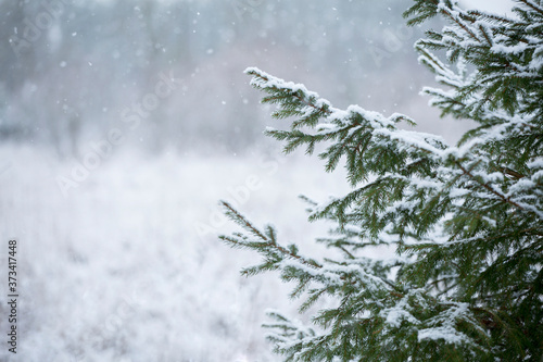 Snowy branches of a spruce on a gloomy winter day in Estonian nature