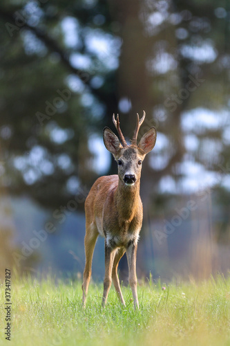 Fototapeta Naklejka Na Ścianę i Meble -  Roe deer, capreolus capreolus during rutting season. Male on nice meadow with beautiful background