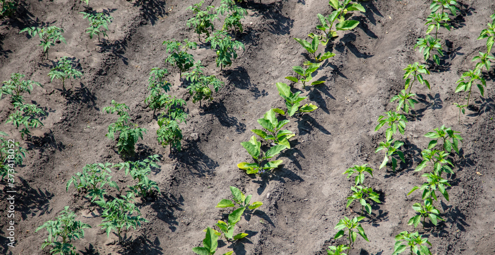 Green tomatoes grow in the ground in the vegetable garden. Green tomatoes grow in the ground in the vegetable garden.