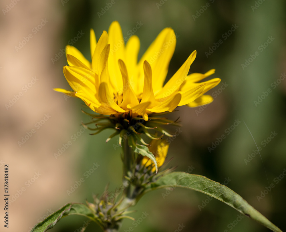 Close-up of a yellow flower in the park. Close-up of a yellow flower in the park.
