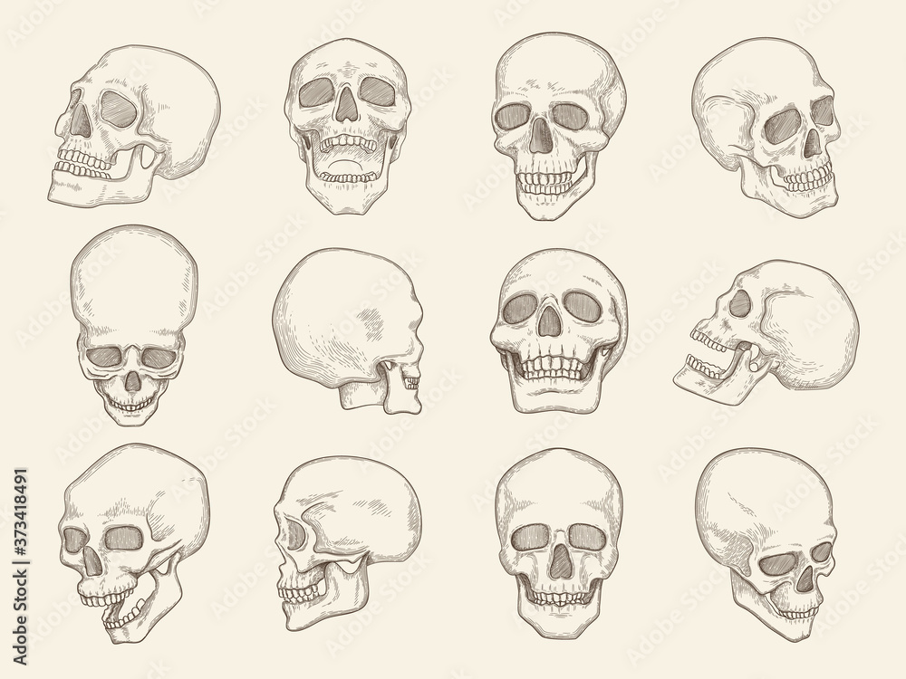 Human skull. Anatomy pictures of head bones with eyes and mouth vector illustrations of skull in different viewpoints. Skull human head, sketch evil skeleton Human skull. Anatomy pictures of head bones with eyes and mouth vector illustrations of skull in different viewpoints. Skull human head, sketch evil skeleton