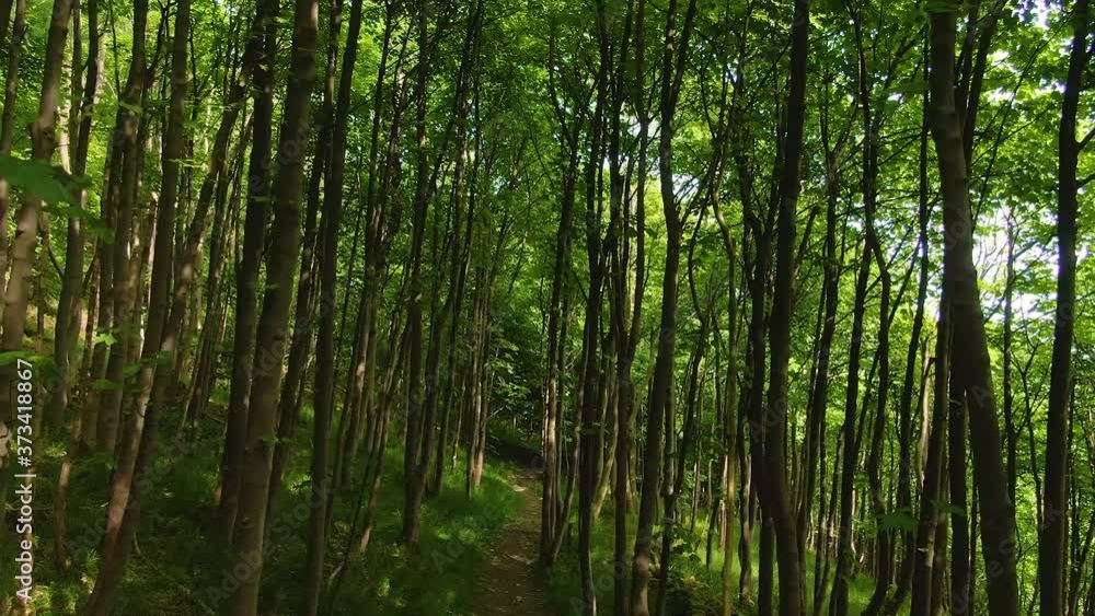 Flying backwards and panning up in a forest Flying backwards and panning up in a forest