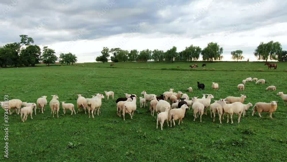 Rising pedestal shot, aerial of flock of white and black sheep and lambs in green pasture meadow, counting sheep, insomnia, fall asleep theme, agribusiness, mutton chop Rising pedestal shot, aerial of flock of white and black sheep and lambs in green pasture meadow, counting sheep, insomnia, fall asleep theme, agribusiness, mutton chop