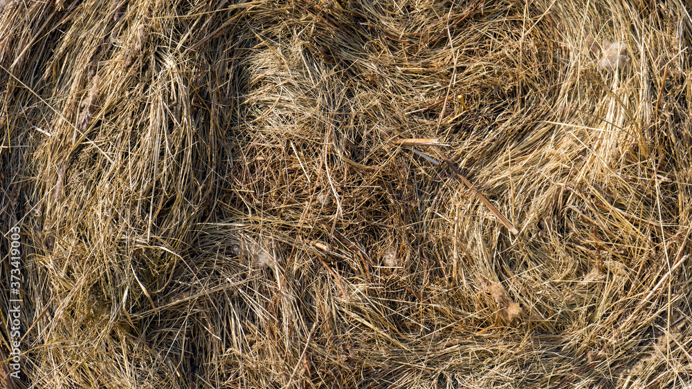 dry yellow hay, grass Background texture after havest dry yellow hay, grass Background texture after havest