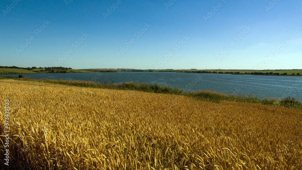 field of wheat river Pron Mikhaylov Russia