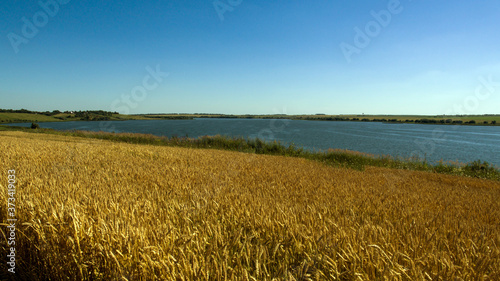 field of wheat river Pron Mikhaylov Russia