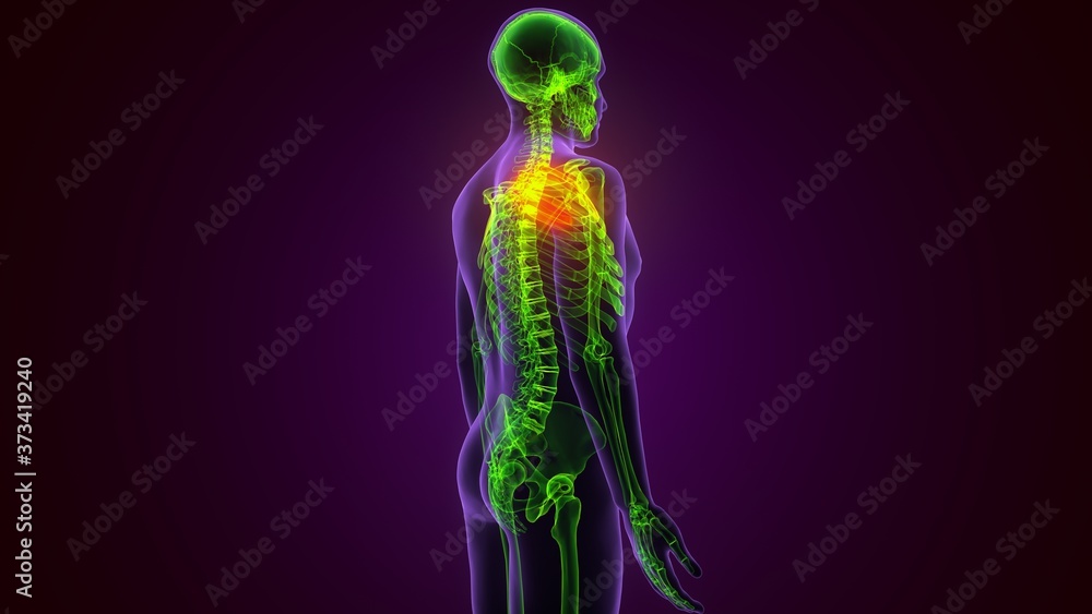 Human skeleton anatomy Rib Cage 3D Rendering For Medical Concept
Human skeleton anatomy Rib Cage 3D Rendering For Medical Concept