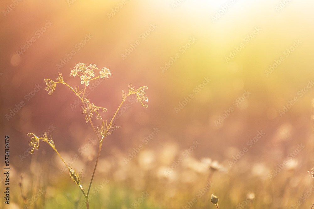 Yarrow flower in bright sunlight. Beautiful summer background with a blurred field of daisies. Summertime. Sunset crimson shades. The contour. Wild summer flowers at sunset.