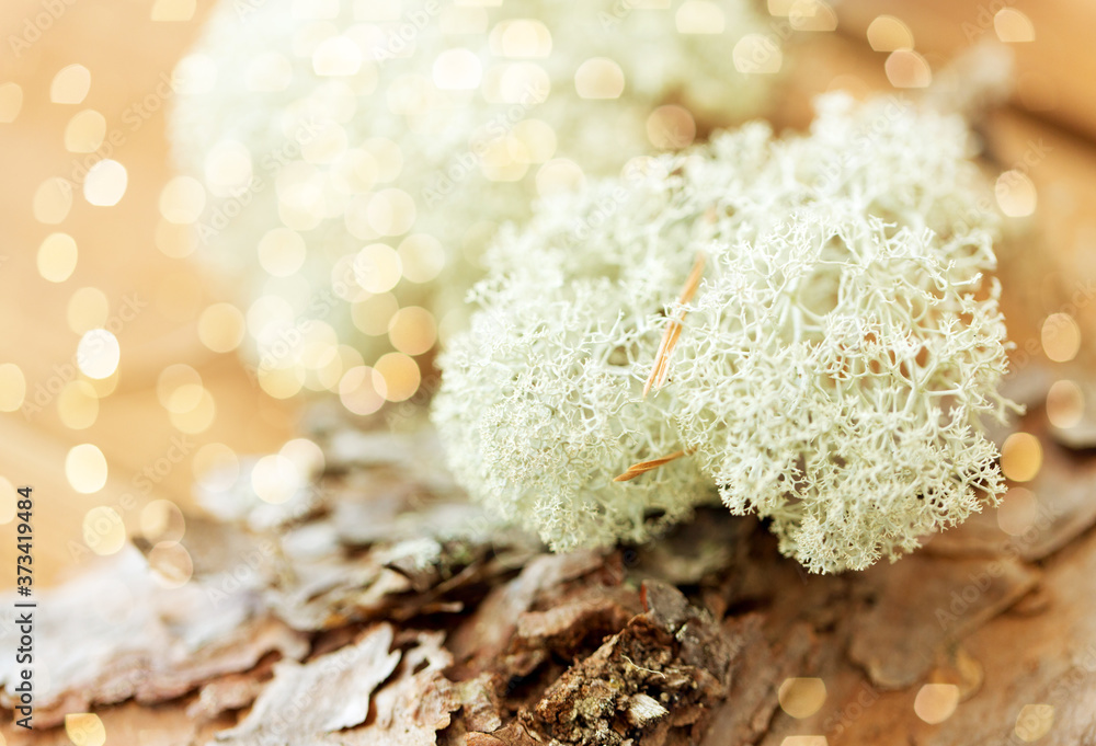 Fototapeta premium nature, environment and botany - close up of reindeer lichen moss on pine tree bark