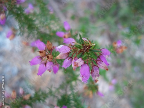 Fleur