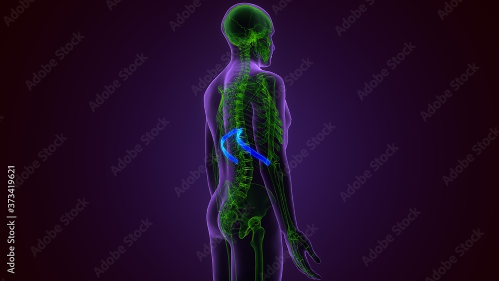 Human skeleton anatomy Rib Cage 2nd Bone 3D Rendering For Medical Concept
Human skeleton anatomy Rib Cage 2nd Bone 3D Rendering For Medical Concept