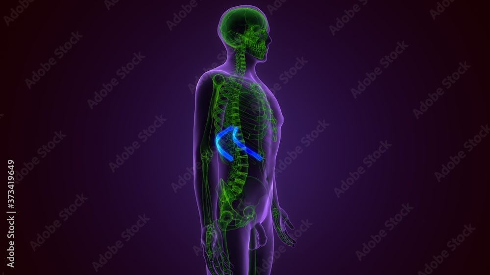 Human skeleton anatomy Rib Cage 2nd Bone 3D Rendering For Medical Concept
Human skeleton anatomy Rib Cage 2nd Bone 3D Rendering For Medical Concept