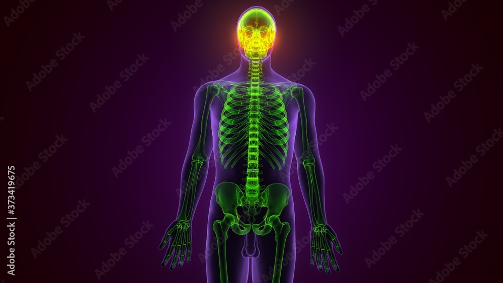 Human Skeleton Skull Occidental Bone Anatomy For Medical Concept 3D Illustration
Human Skeleton Skull Occidental Bone Anatomy For Medical Concept 3D Illustration