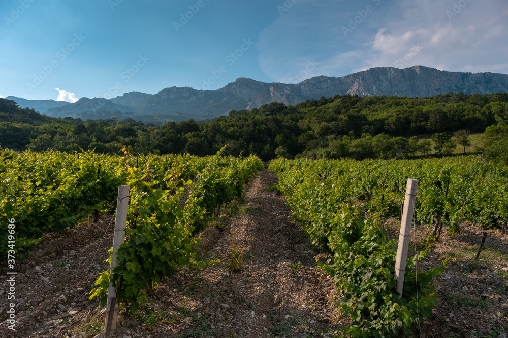 winery plantations in long rows on the mountains and hills