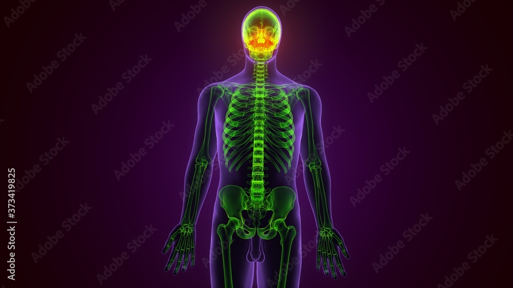 Human Skeleton Skull Occidental Bone Anatomy For Medical Concept 3D Illustration
Human Skeleton Skull Occidental Bone Anatomy For Medical Concept 3D Illustration