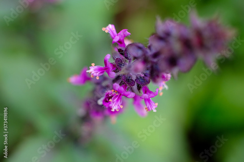 Flower of red holy Basil against a green natural out of focus background. High quality photo