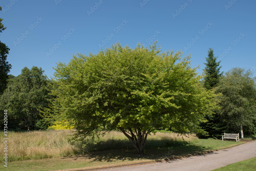 Summer Foliage of a Cut Leaf Crab Apple Tree (Malus transitoria) Growing in a Garden in Rural Devon, England, UK