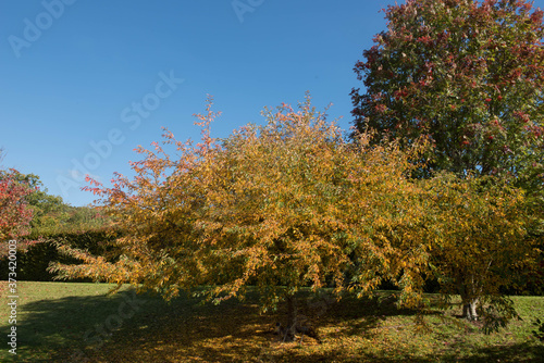 Fototapeta Naklejka Na Ścianę i Meble -  Autumn Foliage of a Cut Leaf Crab Apple Tree (Malus transitoria) Growing in a Garden in Rural Devon, England, UK