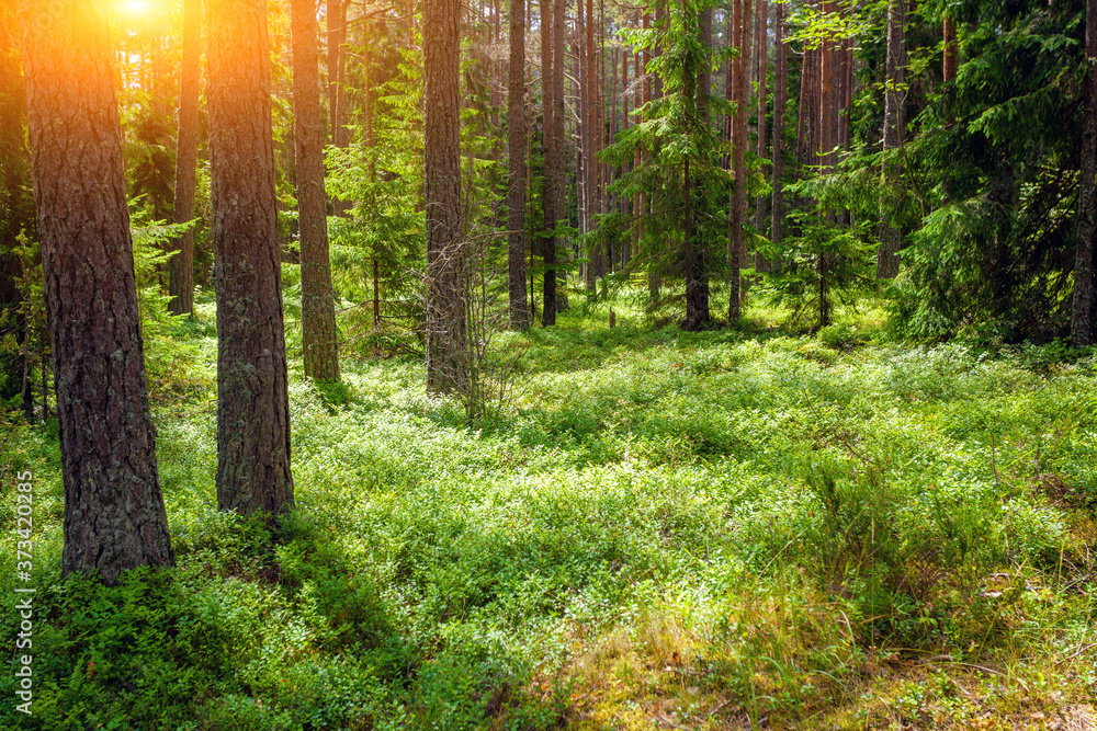 Fototapeta premium Beautiful pine forest in a spring early morning. Sunrise in the forest