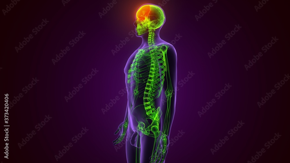 Human Skeleton Skull Frontal Bone Anatomy For Medical Concept 3D Illustration
Human Skeleton Skull Frontal Bone Anatomy For Medical Concept 3D Illustration
