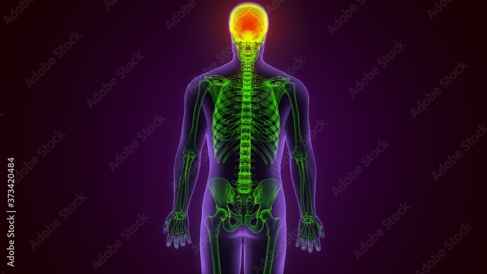 3d render of human skeleton spheroid bone anatomy 3d render of human skeleton spheroid bone anatomy