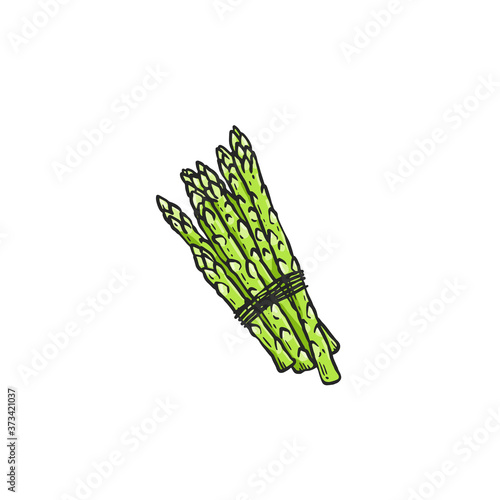 Green asparagus stalk bunch tied together with string