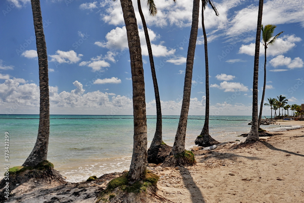 Palms, sea, white sand and blue sky