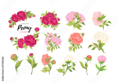 Botanical set of flower vector bouquets of peonies with leaves on a white background.