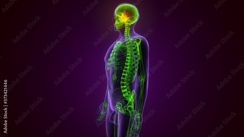 Human Skeleton Skull Spheroid Bone Anatomy For Medical Concept 3D Illustration
Human Skeleton Skull Spheroid Bone Anatomy For Medical Concept 3D Illustration