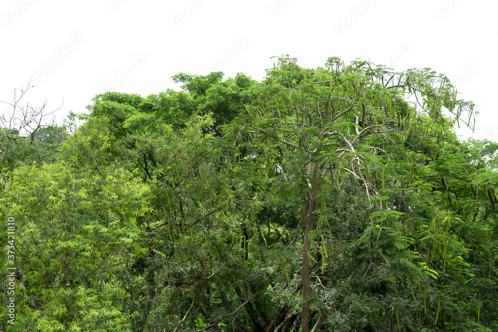 Fototapeta premium View of a High definition, Treeline isolated on white background, Forest and foliage in summer, Row of trees and shrubs.