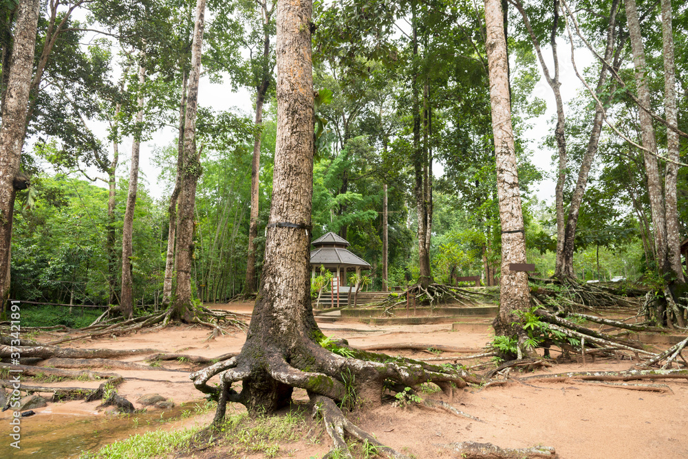 Root base of big tree , trunk on green grass on the park.