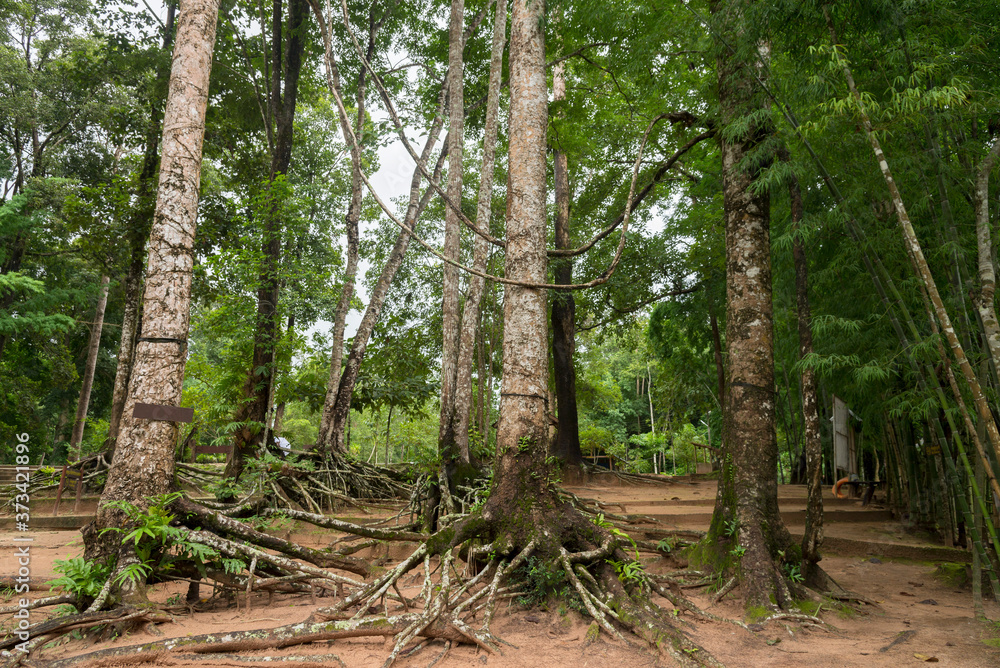 Root base of big tree , trunk on green grass on the park. Root base of big tree , trunk on green grass on the park.