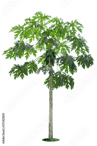 Papaya tree isolated on white background with clipping paths for garden design. Tropical economic crops that are easy to grow  yield fast