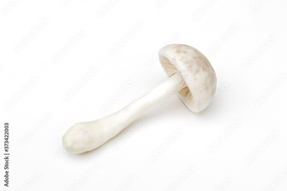 Macrolepiota rhacodes isolated on white background. Macrolepiota rhacodes isolated on white background.