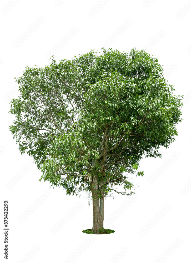 isolated big tree on White Background.Large trees database Botanical garden organization elements of Asian nature in Thailand, tropical trees isolated used for design, advertising and architecture. isolated big tree on White Background.Large trees database Botanical garden organization elements of Asian nature in Thailand, tropical trees isolated used for design, advertising and architecture.