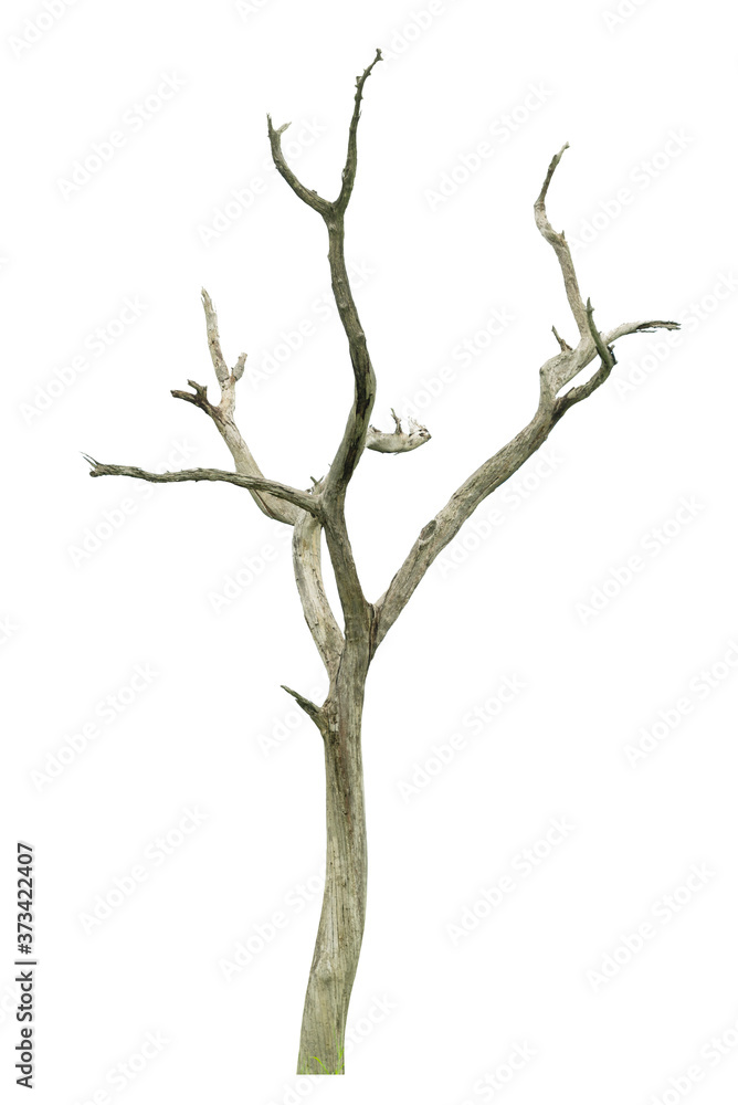 Fototapeta premium Dead tree with clipping path isolated on white background.