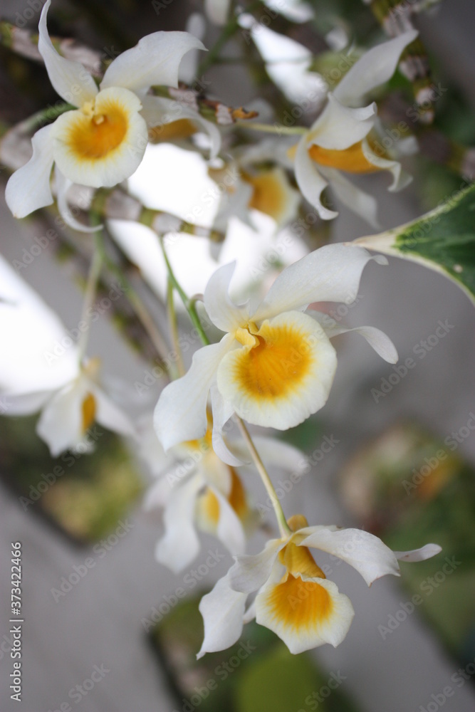 Obraz premium white orchid 