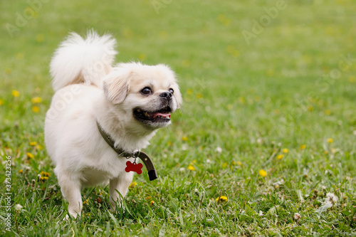 Canvastavla Tibetan Spaniel dog on green lawn
