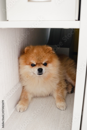 Cute fluffy Pomeranian spitz dog lying on the floor looking straight into the camera hiding behind the bed