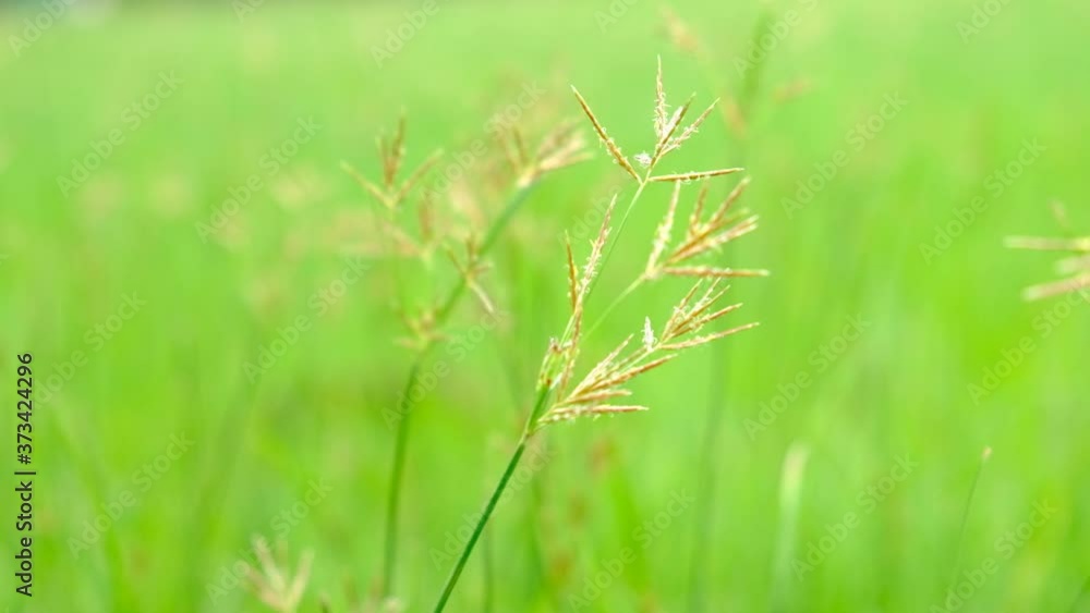Nut Grass (Cyperus rotundus L.) on green background. Nut Grass (Cyperus rotundus L.) on green background.