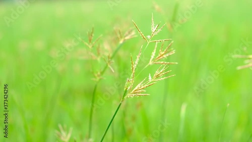 Nut Grass (Cyperus rotundus L.) on green background. photo