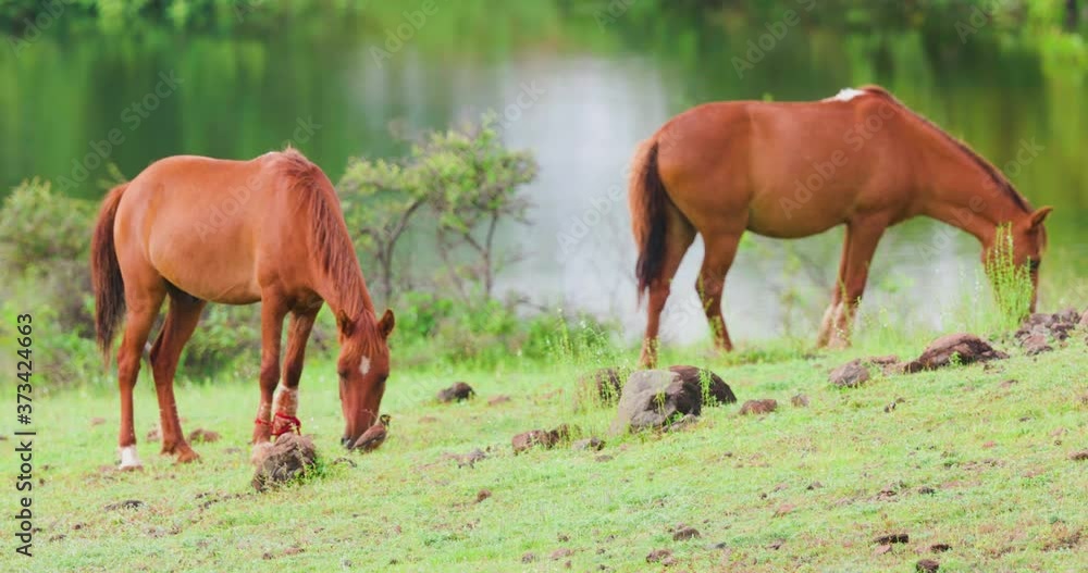 Two brown colour horses feeding on green grass in front of a lake during the monsoon season in India Two brown colour horses feeding on green grass in front of a lake during the monsoon season in India