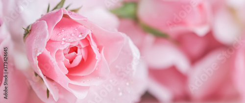 Beautiful pink rose with water drops. Can be used as background. Soft focus. Romantic style