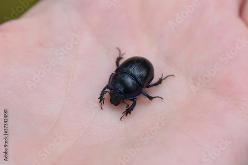 beautiful bug on a hand