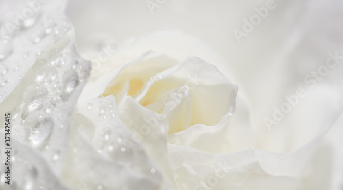 Beautiful white rose with water drops. Can be used as background. Soft focus. Romantic style