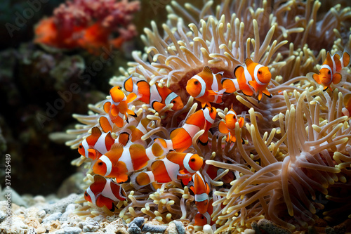 Foto Cute anemone fish playing on the coral reef, beautiful color clownfish on coral