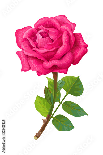 vector realistic rose flower art