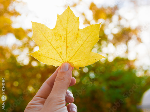 girl holding a beautiful yellow maple leaf in her hands