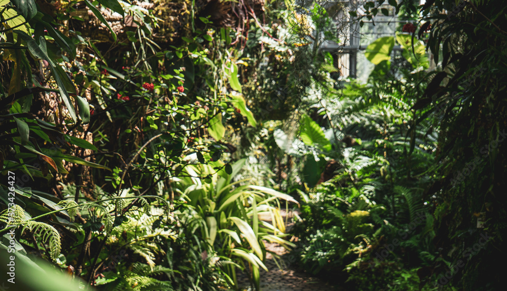 Bio diverse plants in the greenhouse of a lush rainforest botanical garden. Bio diverse plants in the greenhouse of a lush rainforest botanical garden.