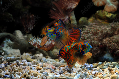 Beautiful color mandarin fish, colorfull mandarin fish, manddarin fish closeup, Mandarinfish or Mandarin dragonet photo